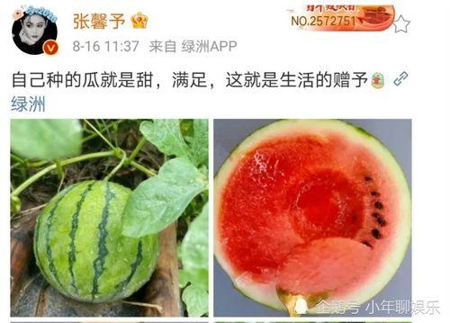 娱乐圈的瓜可以吃